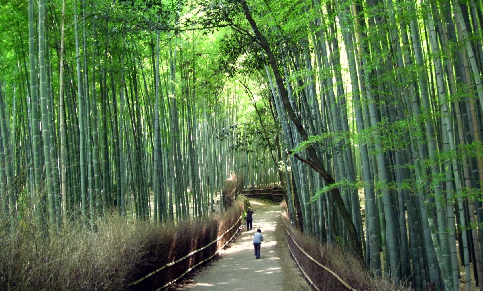 Visit Arashiyama Bamboo Grove-min