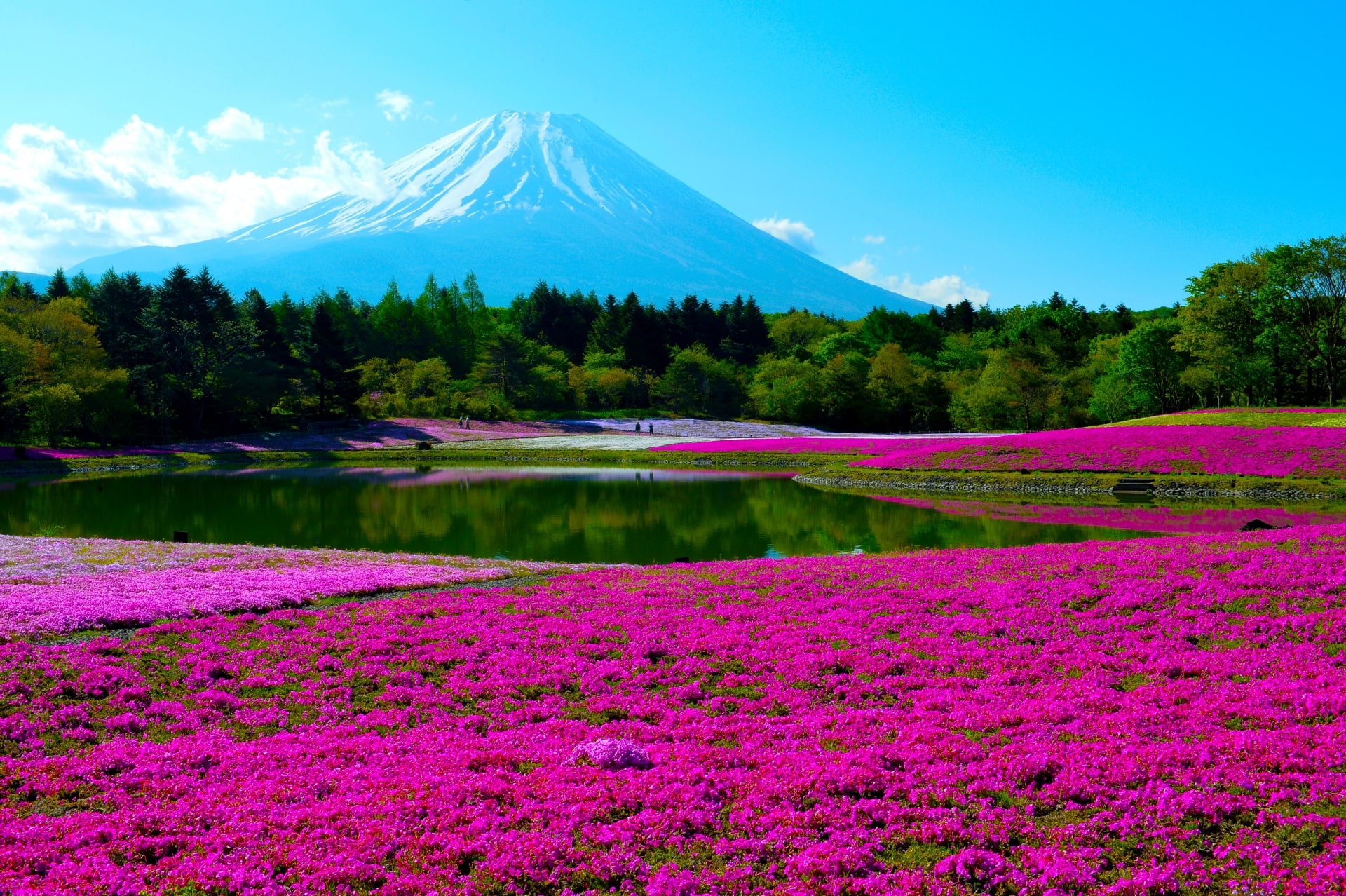 Fuji Shibazakura Festival