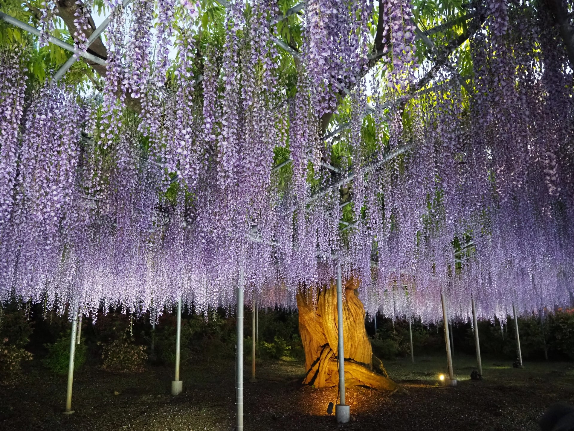 Wisteria at Ashikaga Flower Park