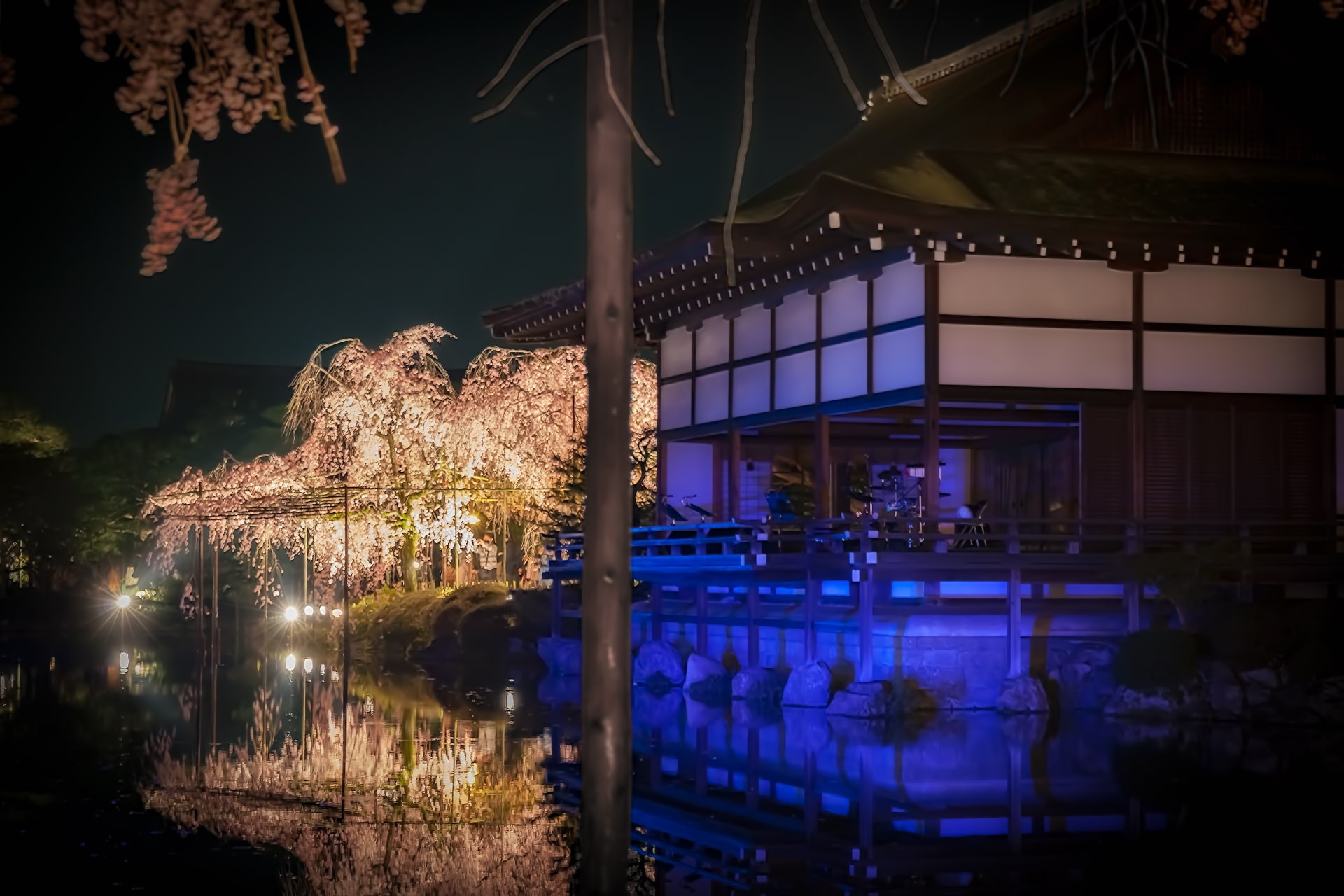 Night sakura illumination at Heian Jingu Shrine