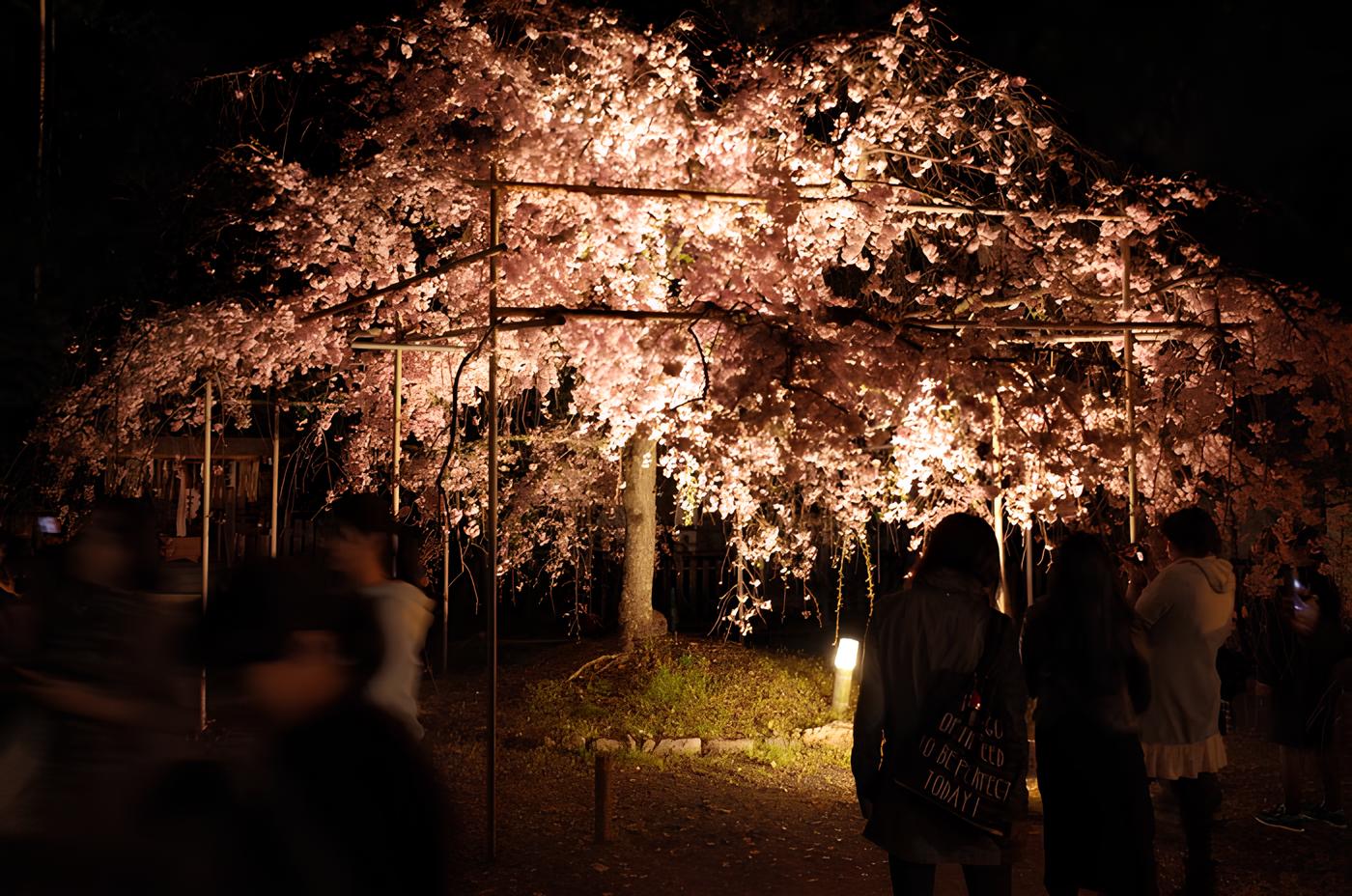 Sakura night illumination at Hirano Shrine