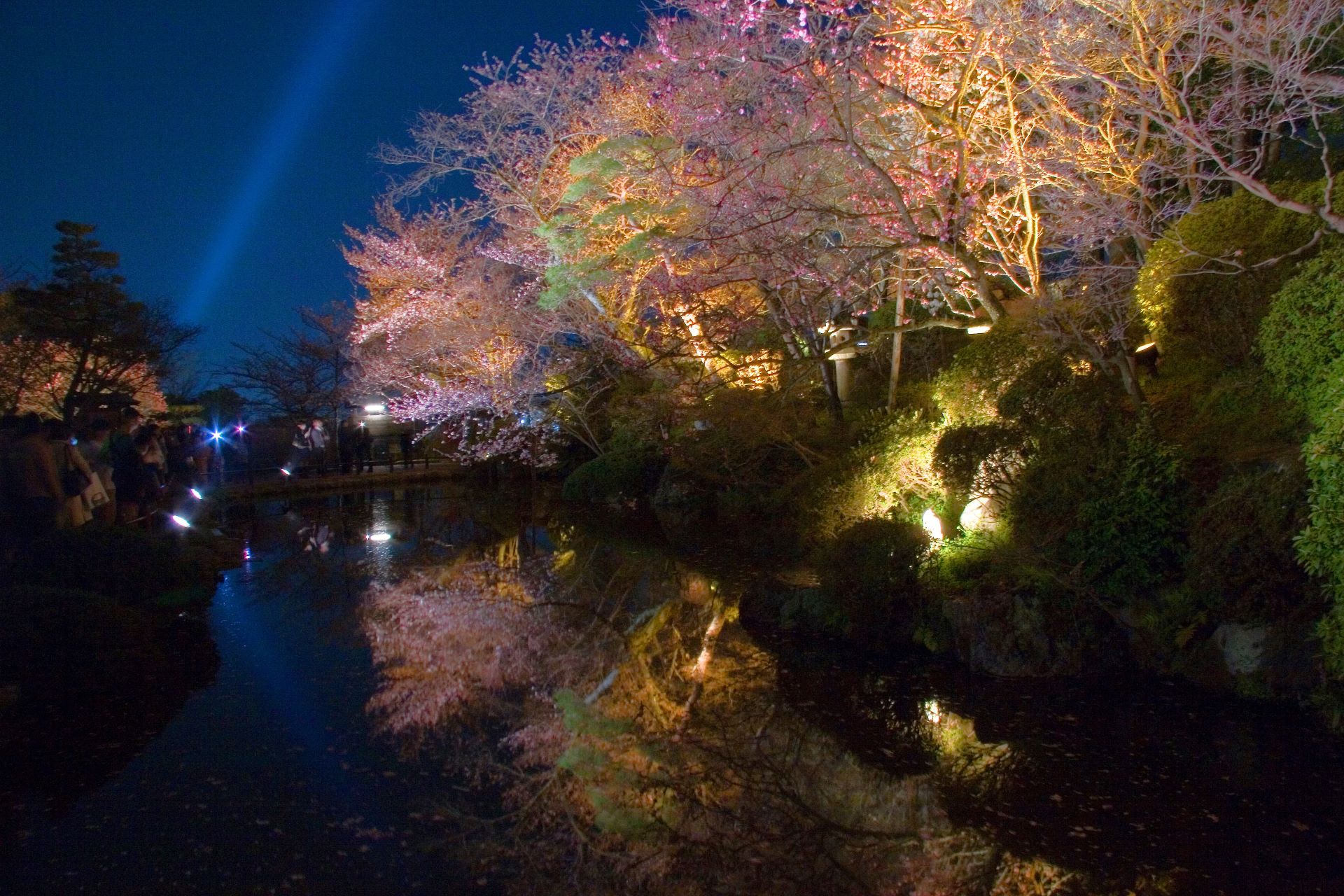 Kiyomizu dera Temple with sakura night illumination