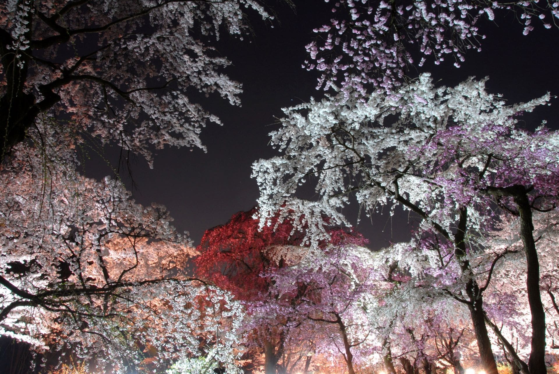 Night sakura illumination event at Kyoto Botanical Gardens