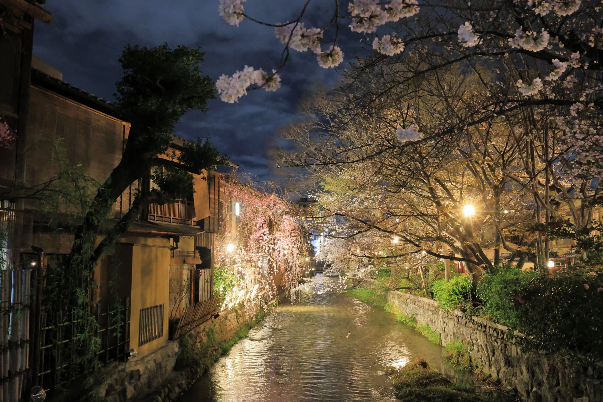 Night sakura illumination event at Gion Shirakawa canal