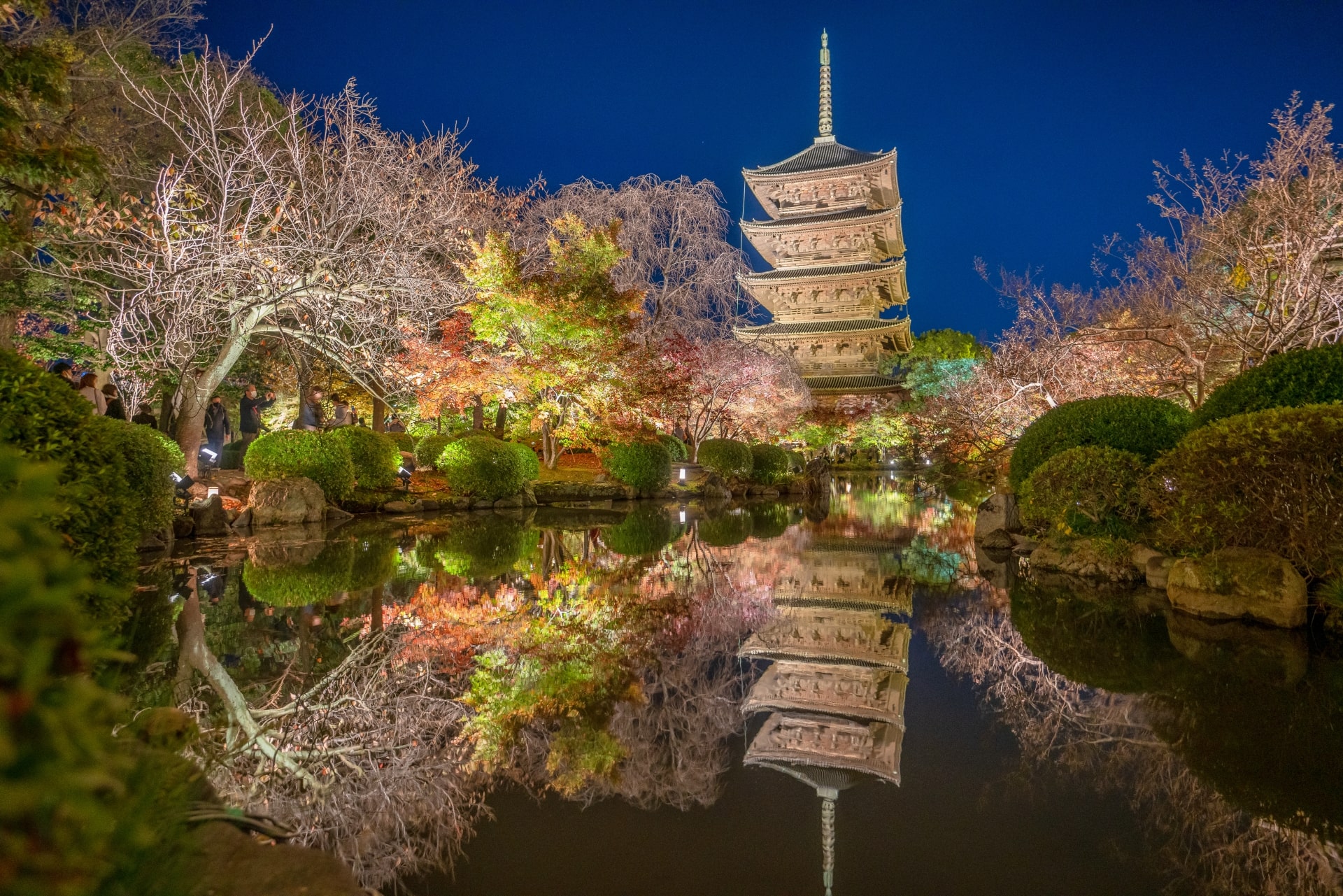 Night sakura illumination event at To-ji