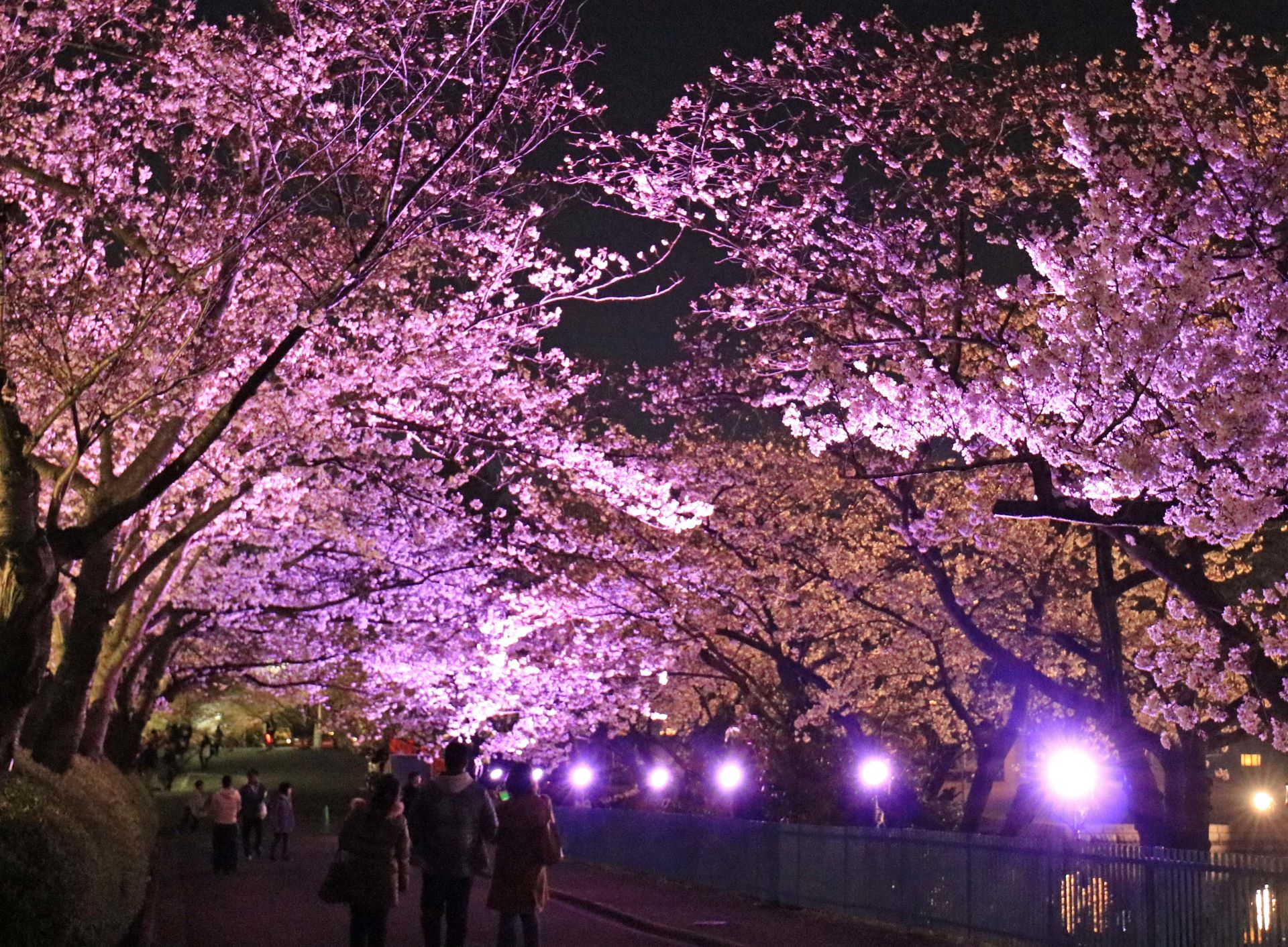 Night cherry blossom illumination at Benten-shu Myooji Temple