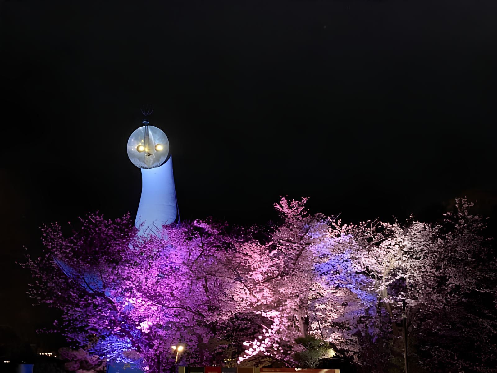 Expo ’70 Commemorative Park night cherry blossom illumination