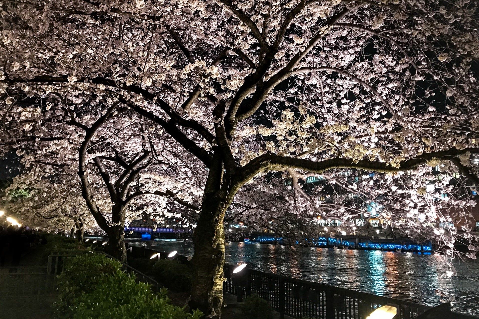 Night cherry blossom illumination at Minami Temma Park