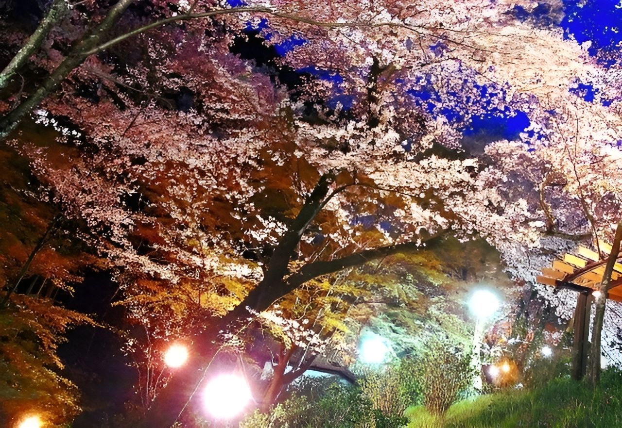 Night cherry blossom illumination at Nagano Park