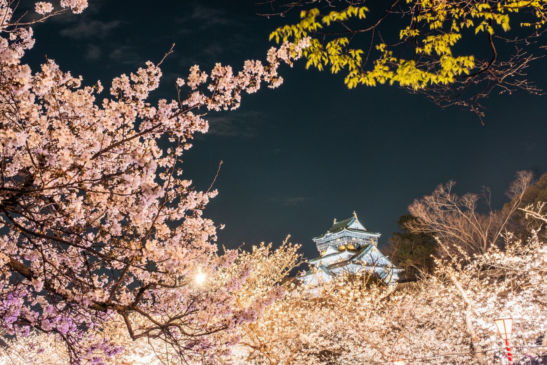 Osaka Castle Park night cherry blossom illumination