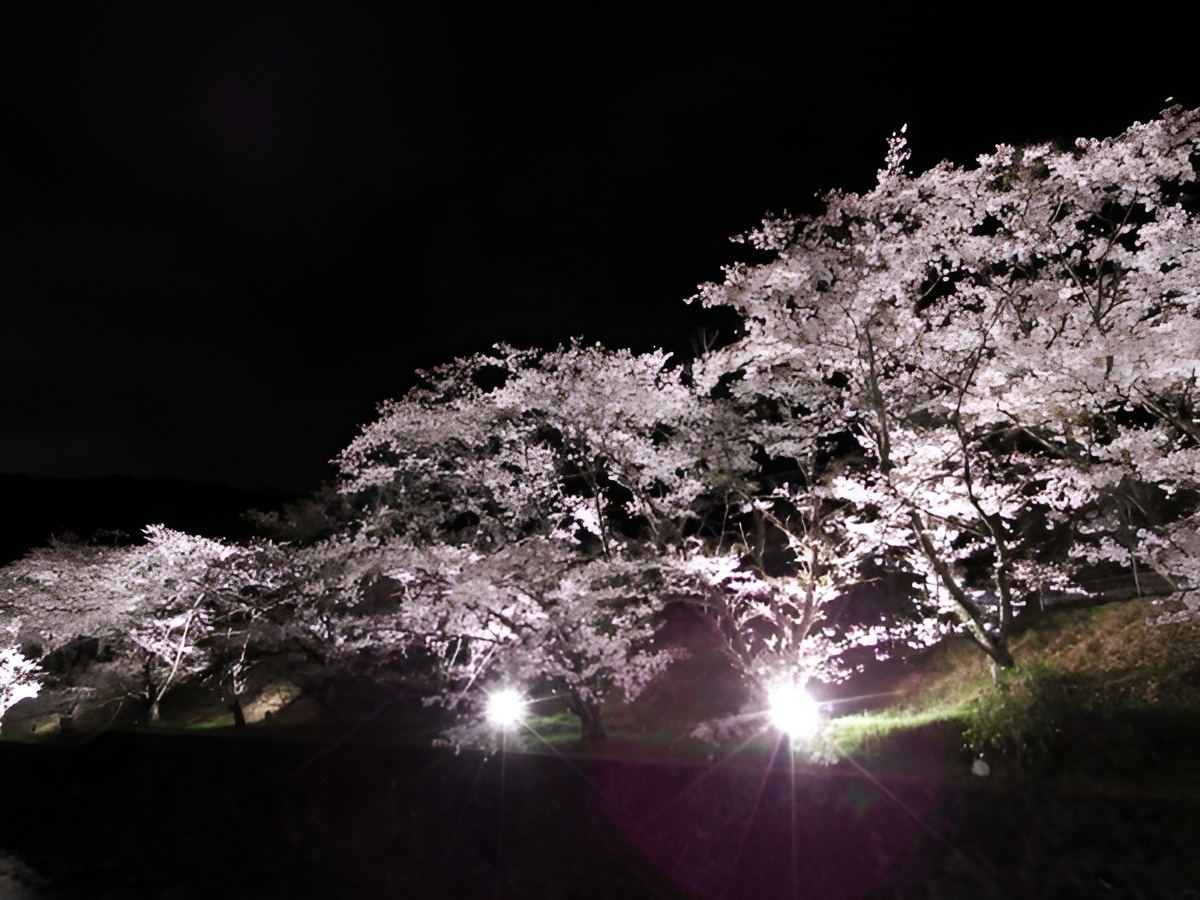 Night cherry blossom illumination at Yamanakadani 