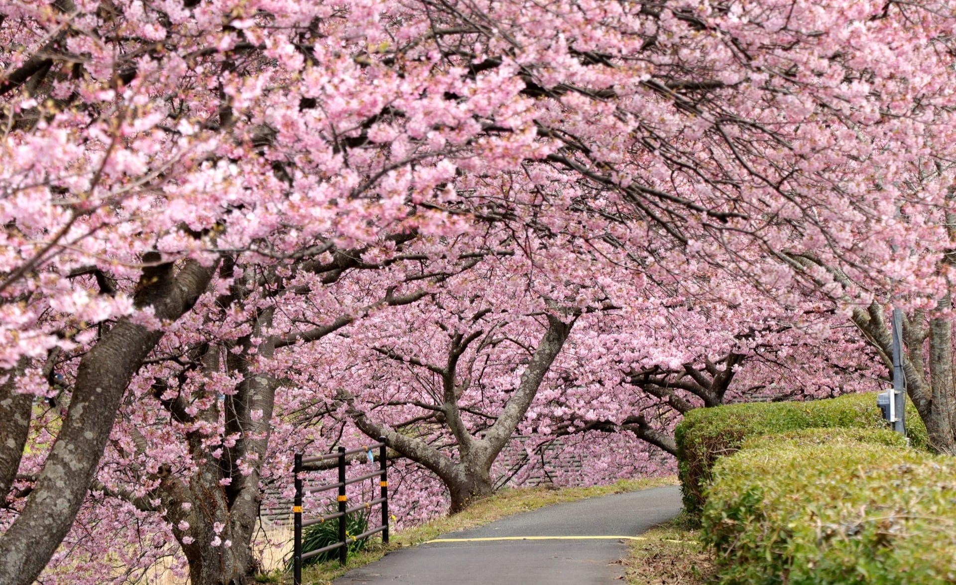 Cherry blossom viewing spot-min