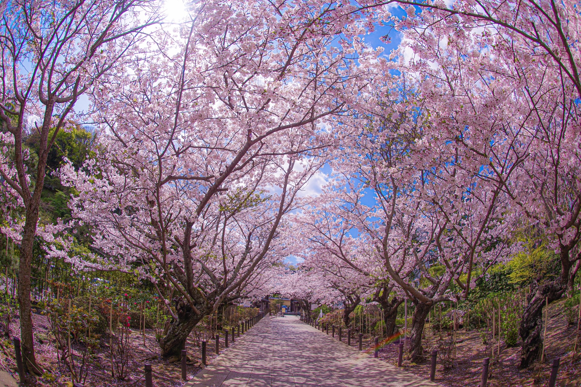 Cherry blossom in full bloom at Kencho-ji Temple