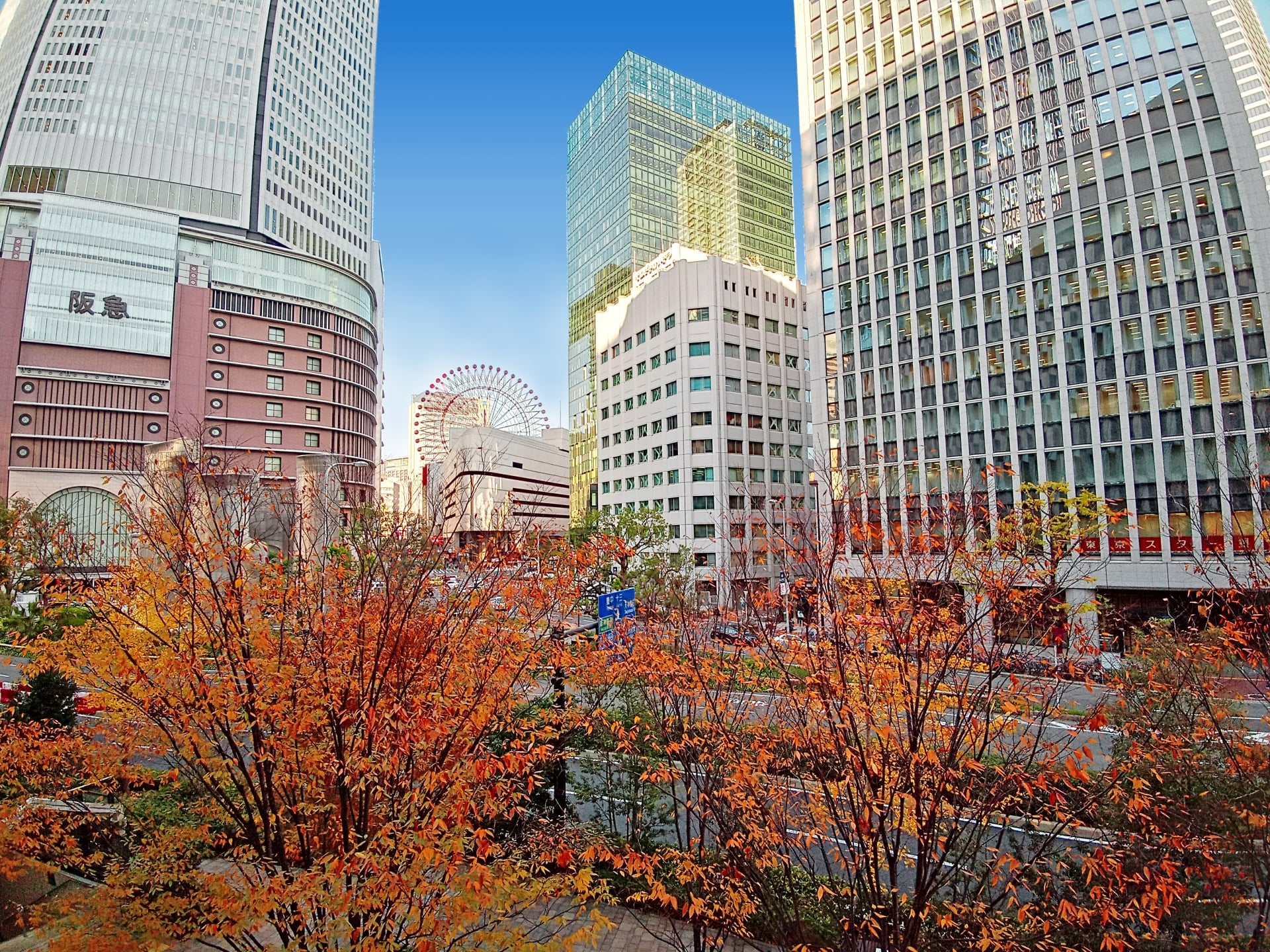 Autumn leaves in Umeda