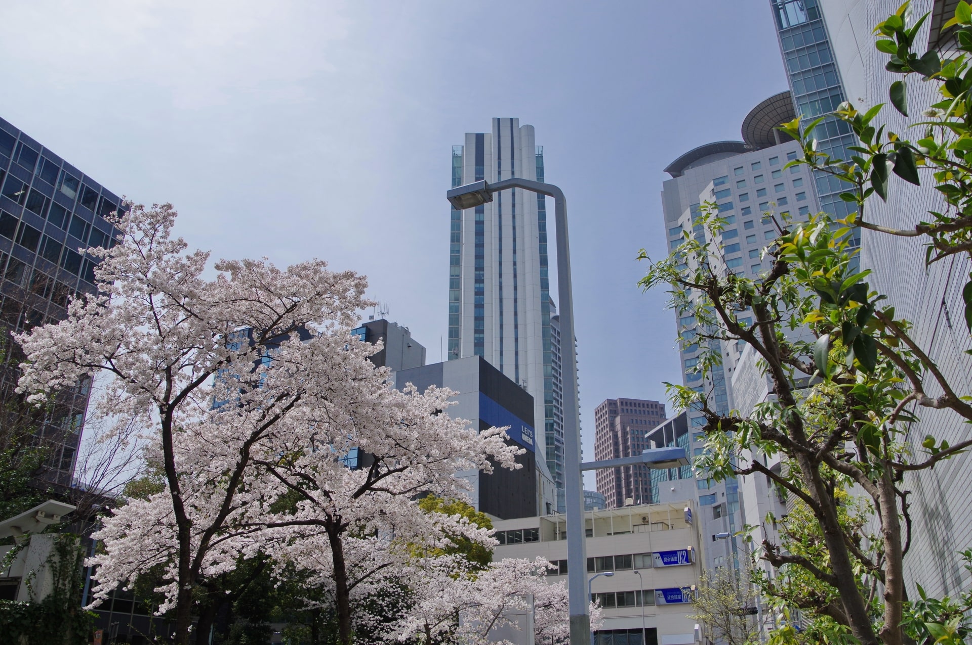 Cherry blossoms in Umeda