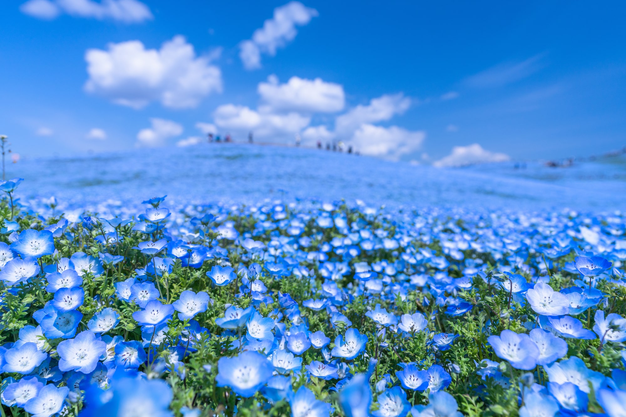 Nemophila Flowers at Hitachi Seaside Park