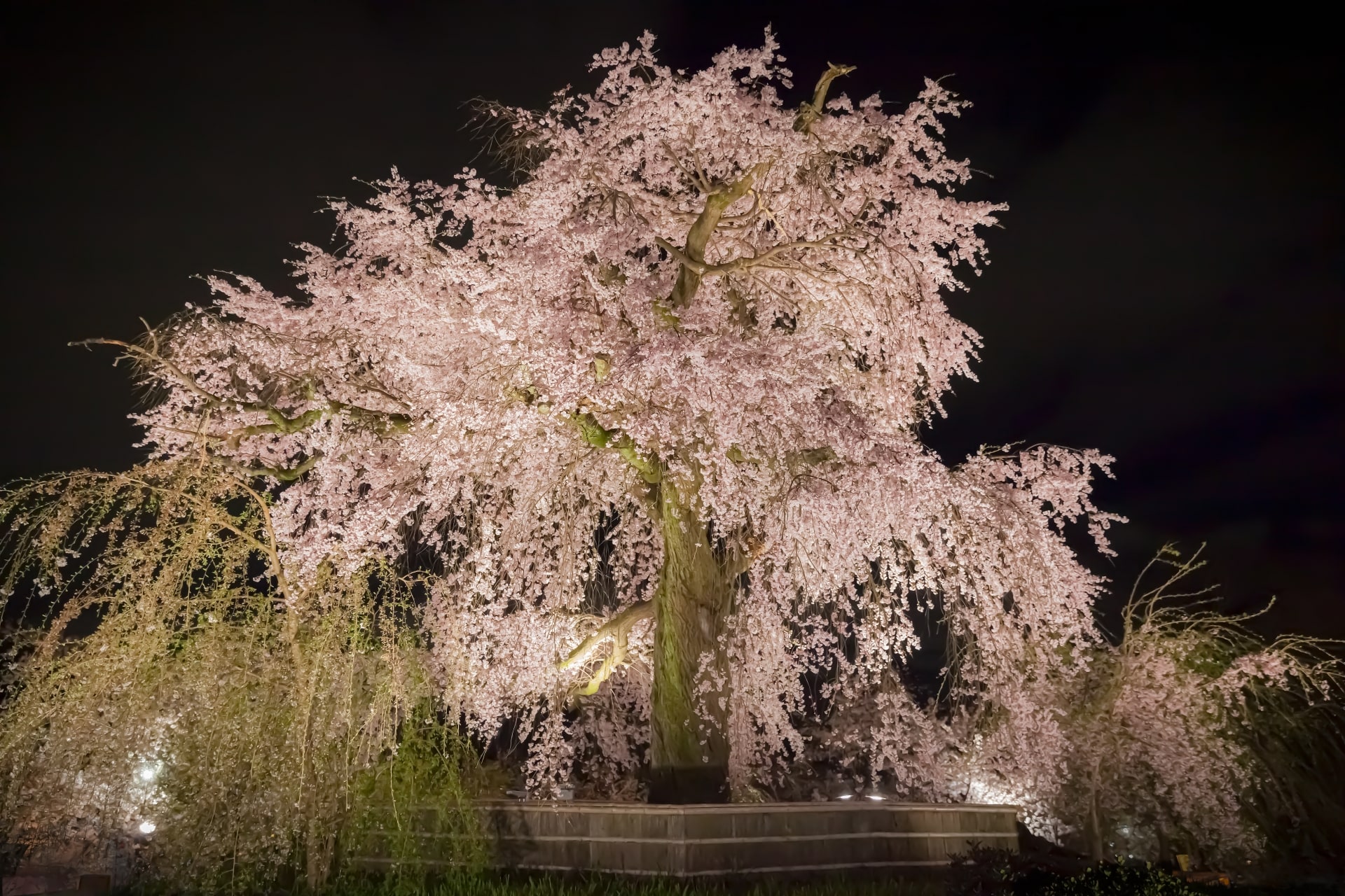 Maruyama Park Cherry Blossoms