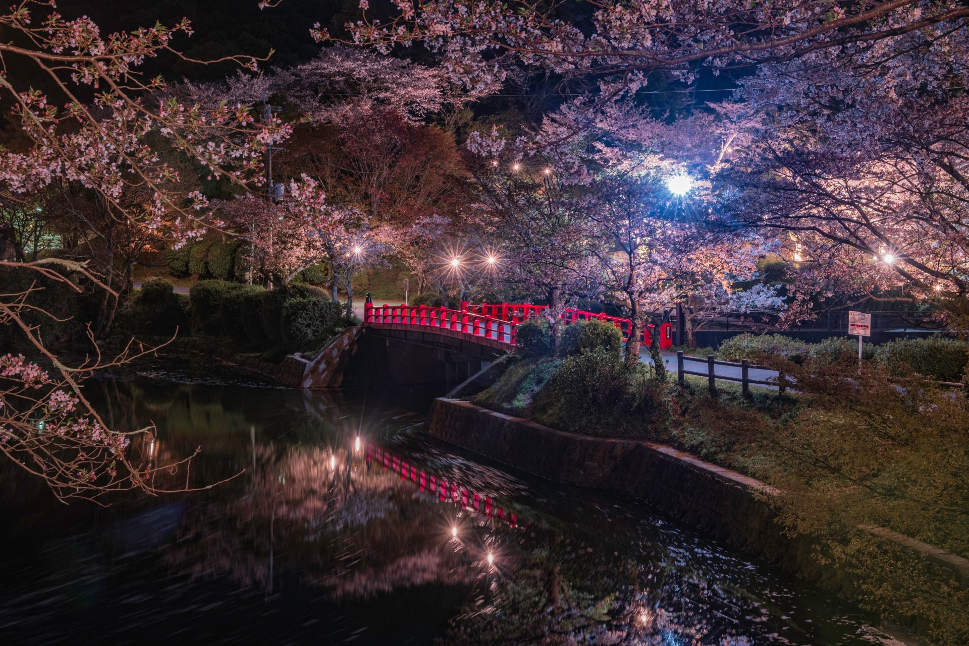 Cherry blossoms in Amagi Park