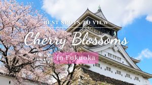 Best Cherry Blossom Spots in Fukuoka