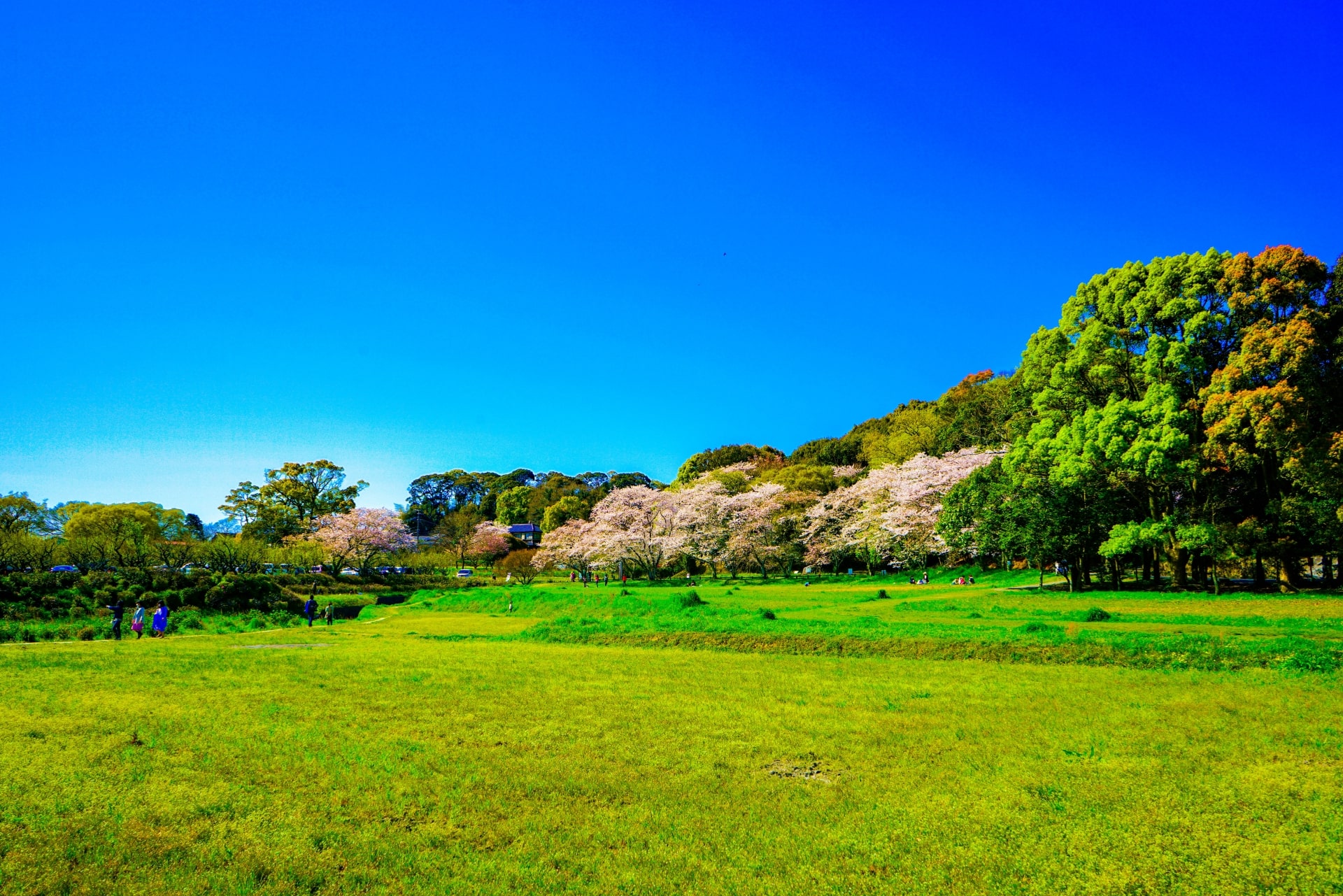 Cherry blossom mat Dazaifu Government Office Ruins