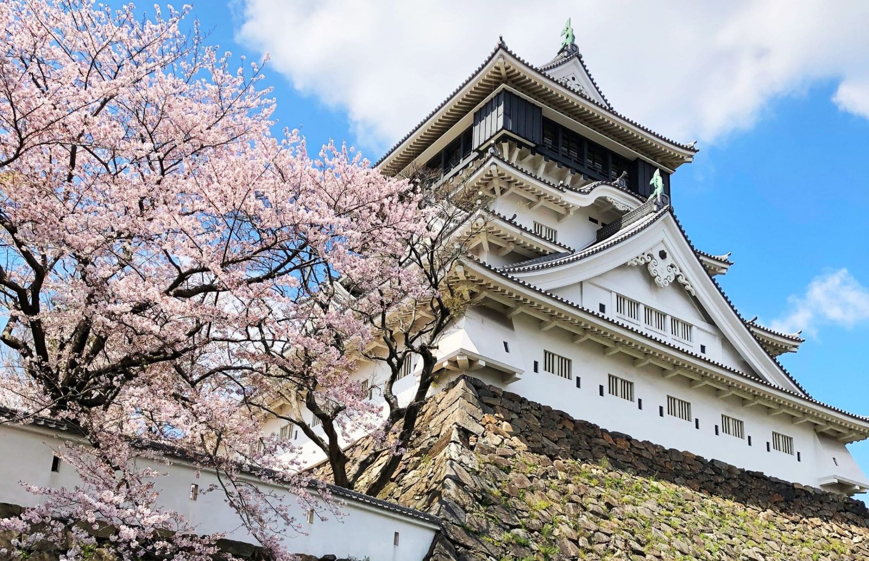 Cherry blossoms at Kokura Castle