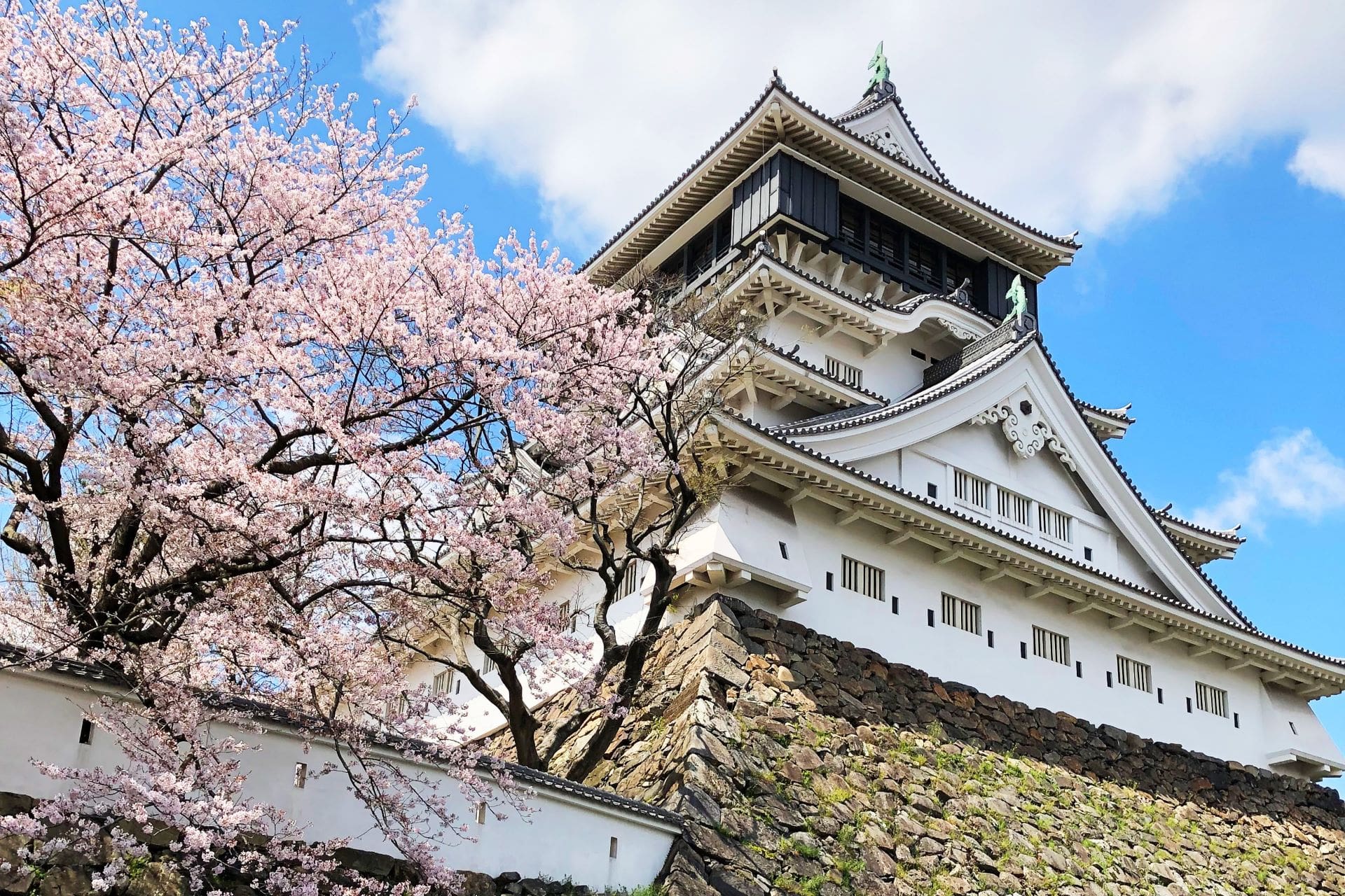 Cherry blossoms at Kokura Castle