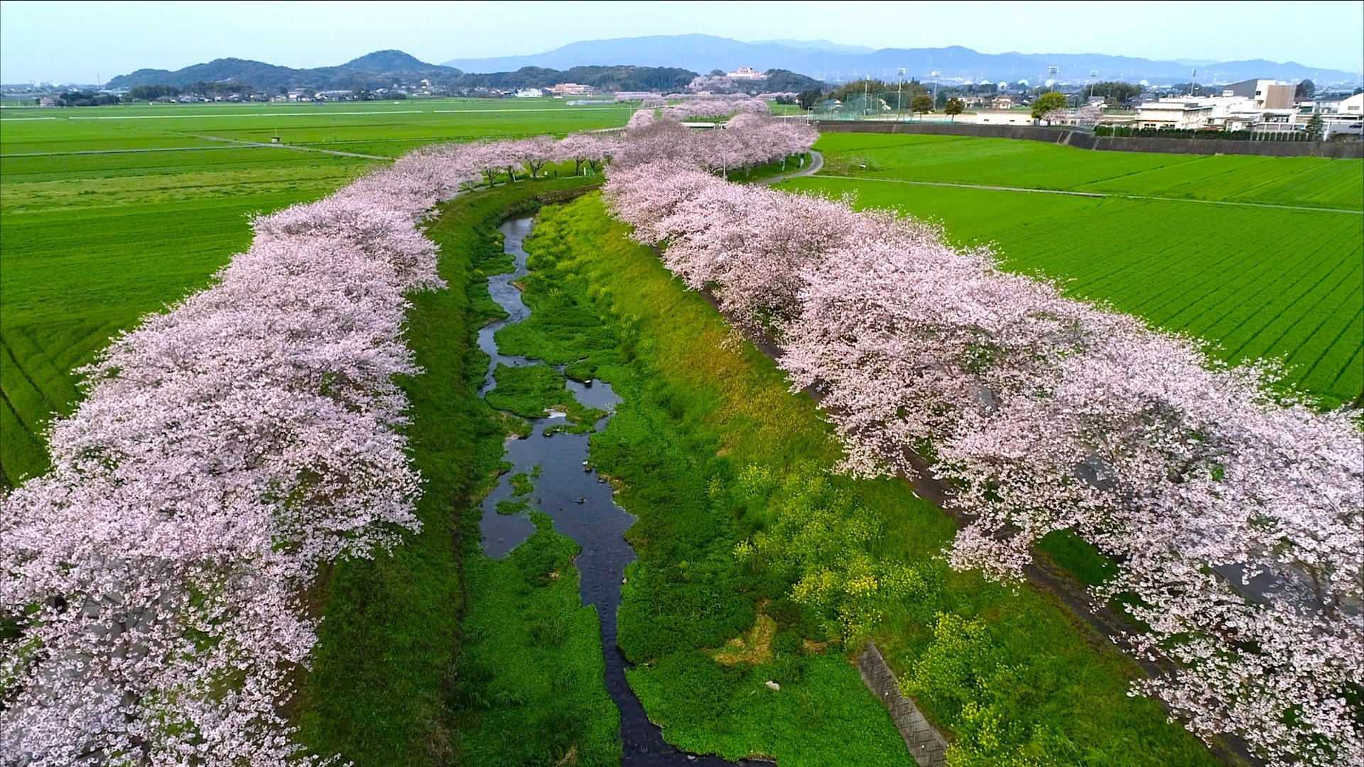 Kusaba River Cherry Tree-lined Road