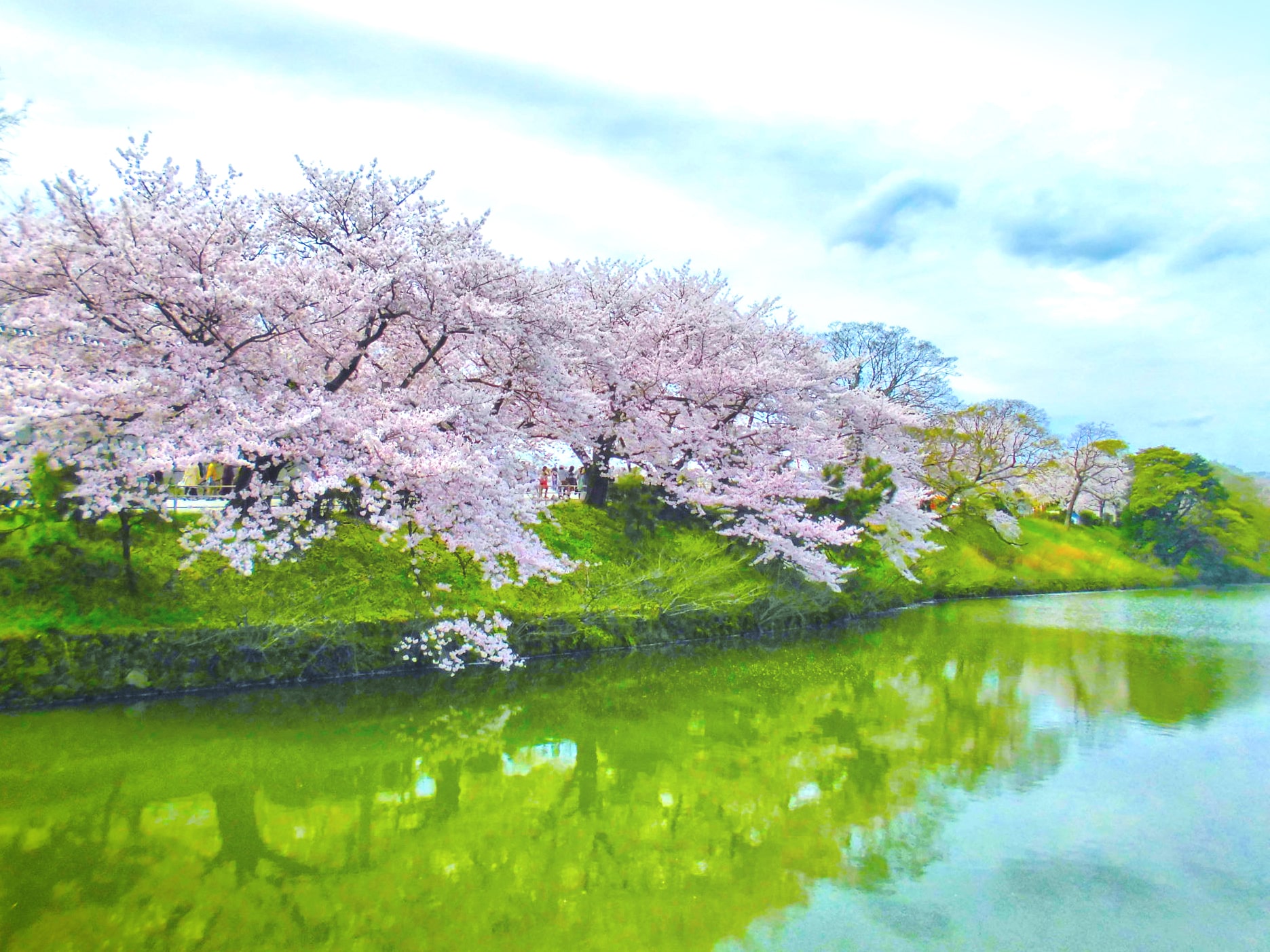 Cherry blosso in Maizuru Park