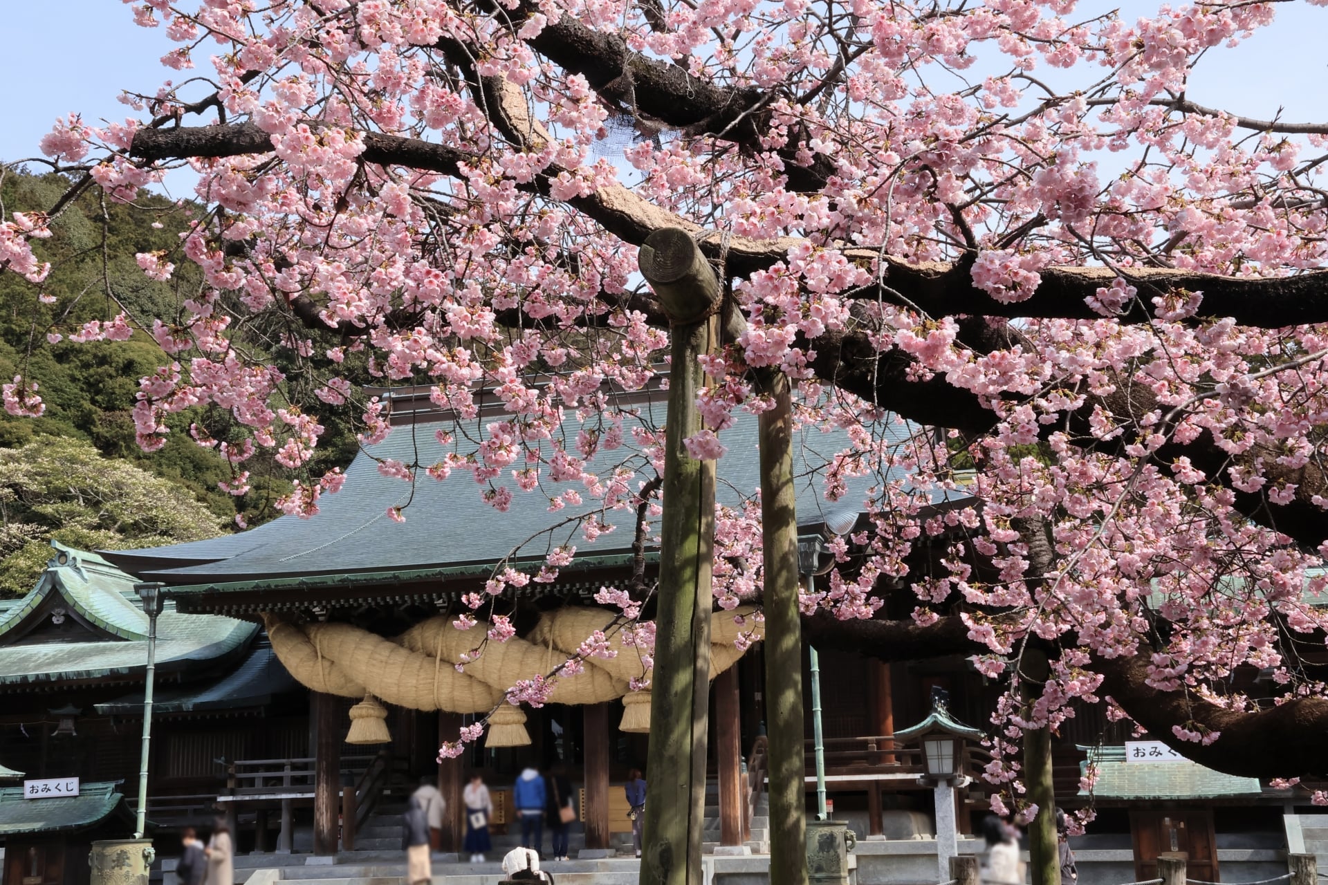 Cherry blossos at Miyajidake Shrine