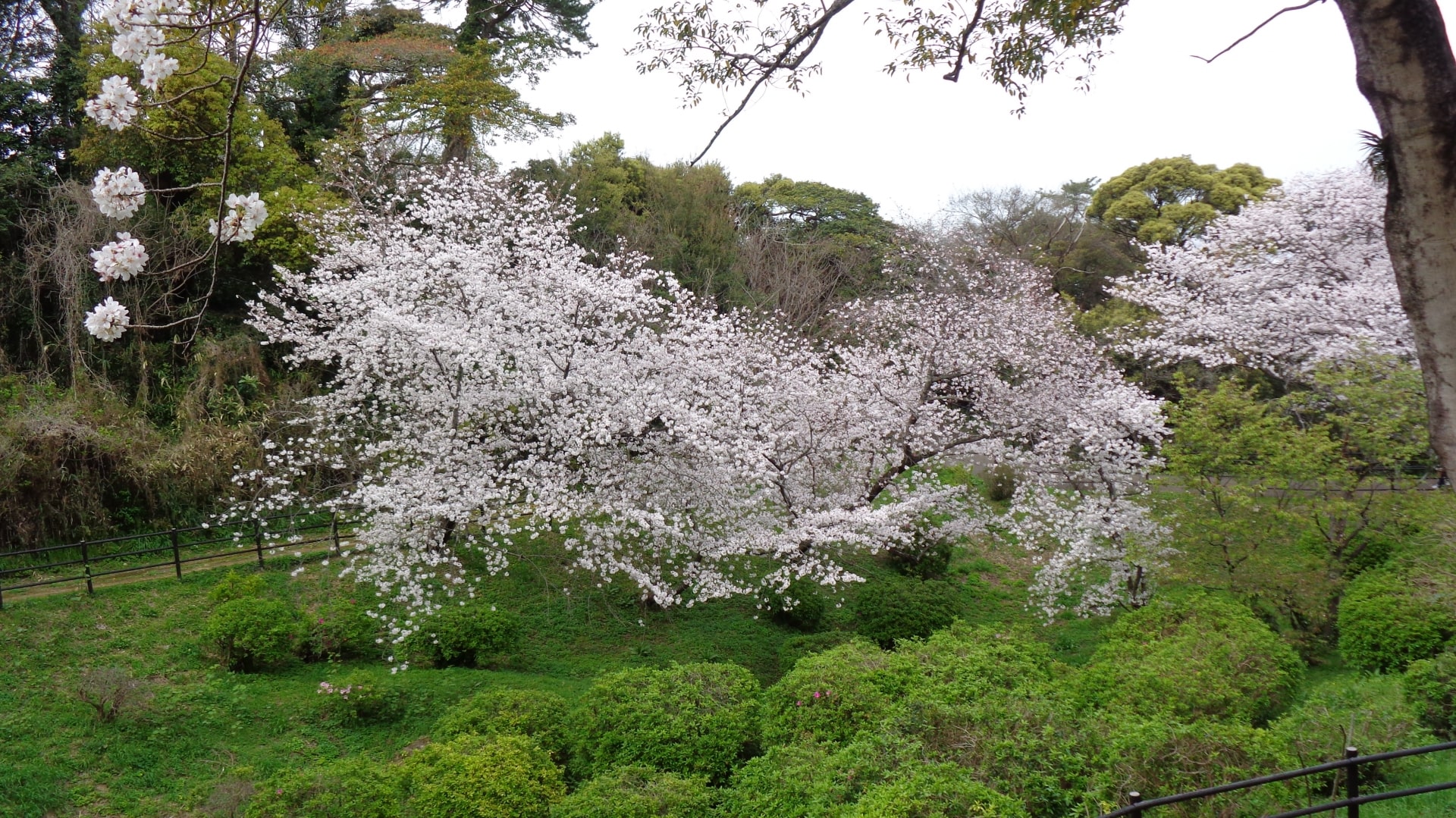 Cherry blossoms in Nishi Park in Fukuoka