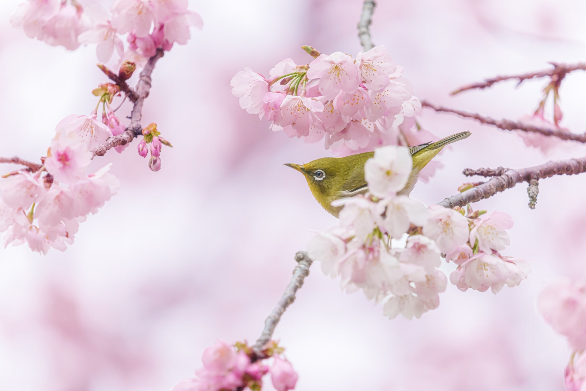 Mejiro bird in cherry blossom tree at Shiranoe Botanical Garden