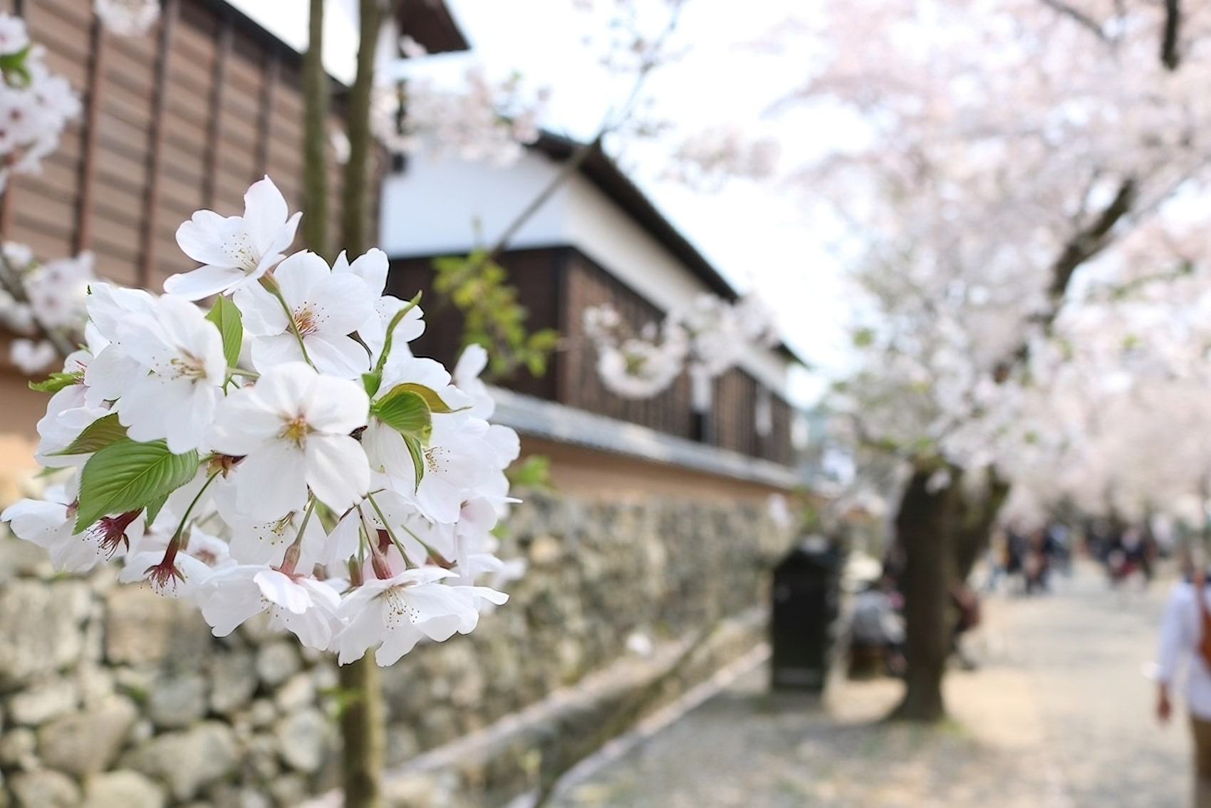 Cherry blossoms in Akizuki Sugi no Baba