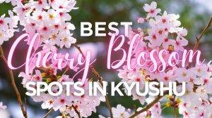 Best Cherry Blossom Spots in Kyushu