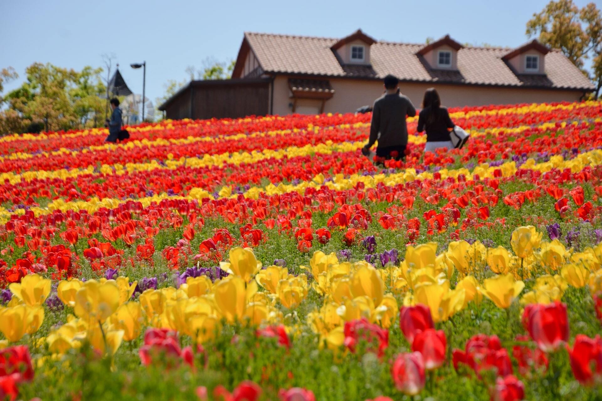 Sakai Harvest Hill