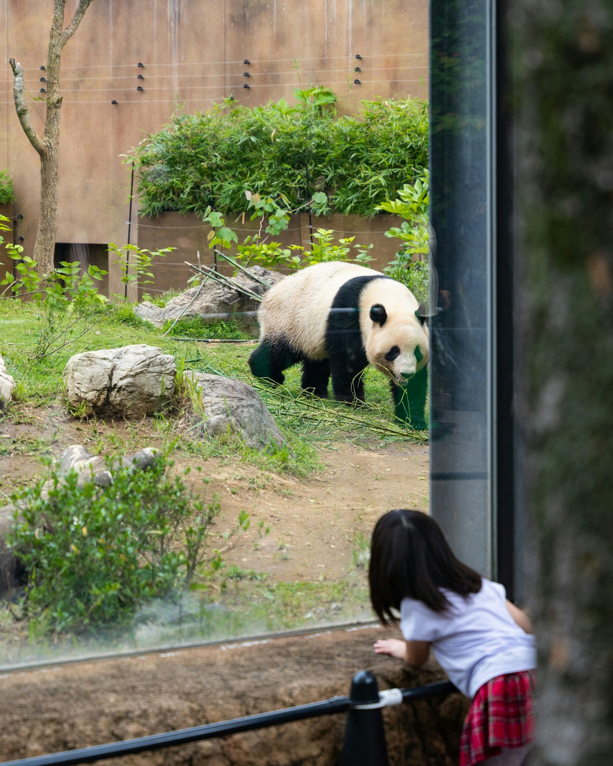 Panda at Ueno Zoo