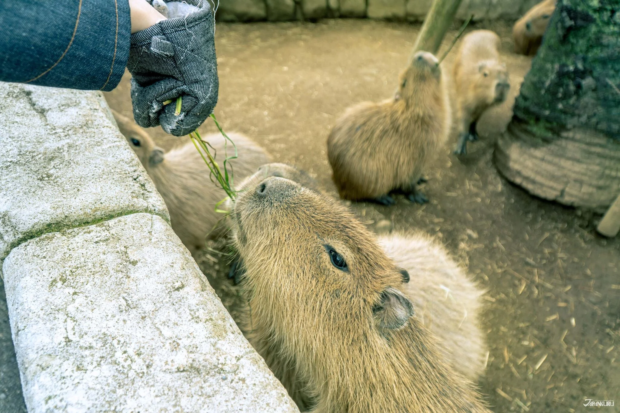 Capybaras in Japan Top