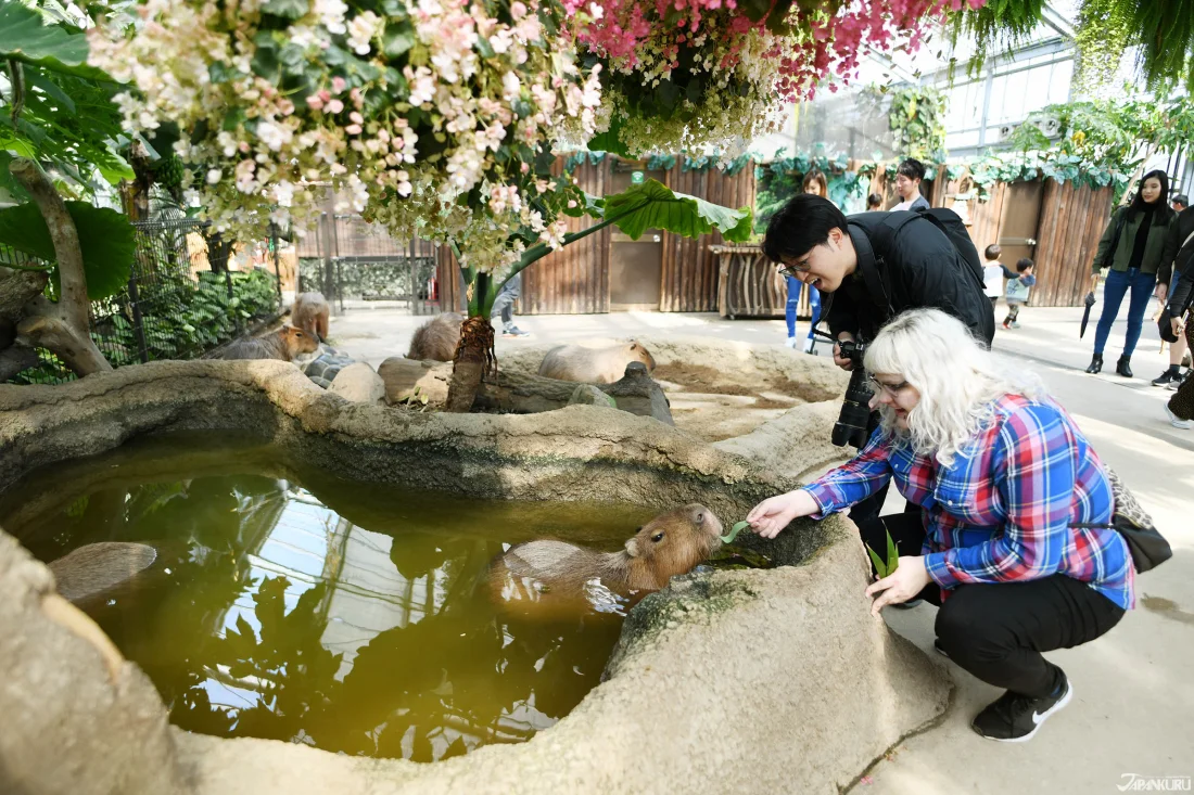 Kobe Animal Kingdom
