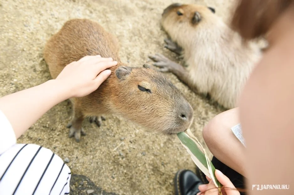 Nasu Animal Kingdom