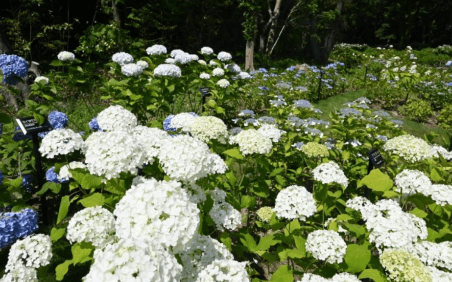 Hydrangea Festival 2025