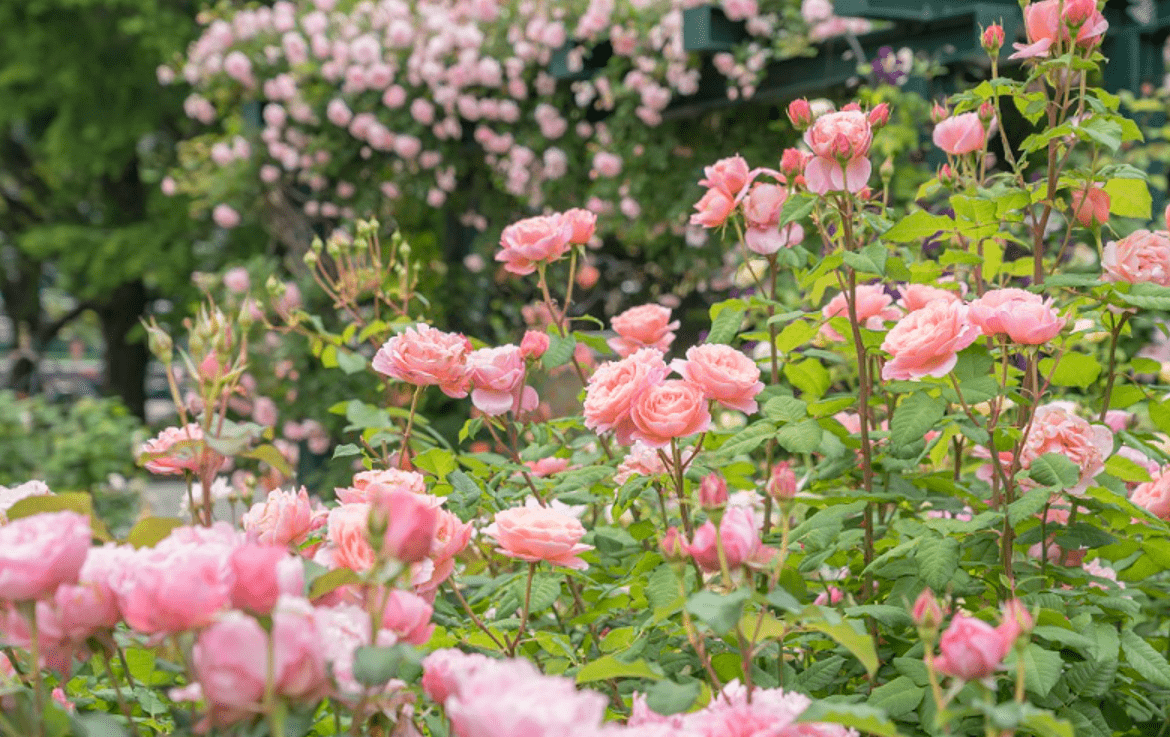 Shiki no Kaori Rose Garden -min