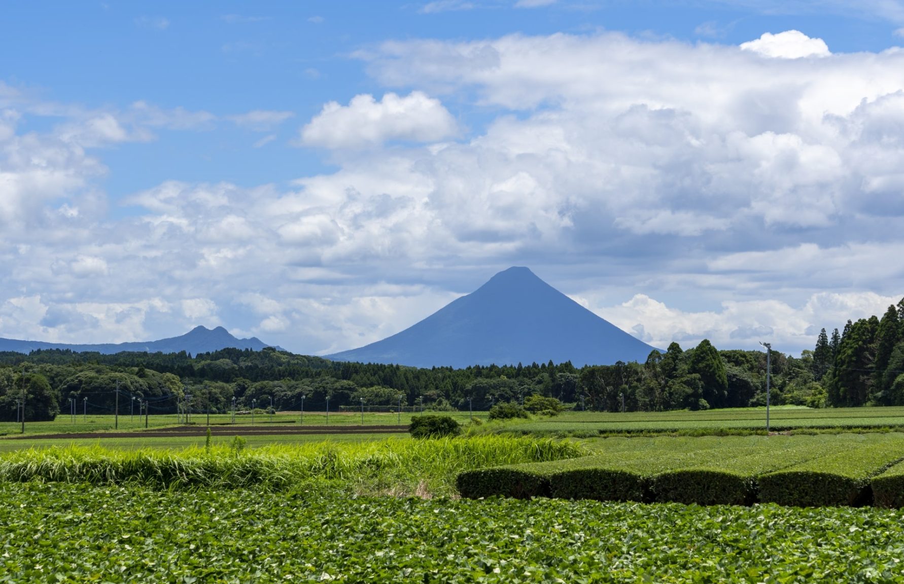 Kagoshima tea fields with Mount Kaimon or Kaimondake in the background