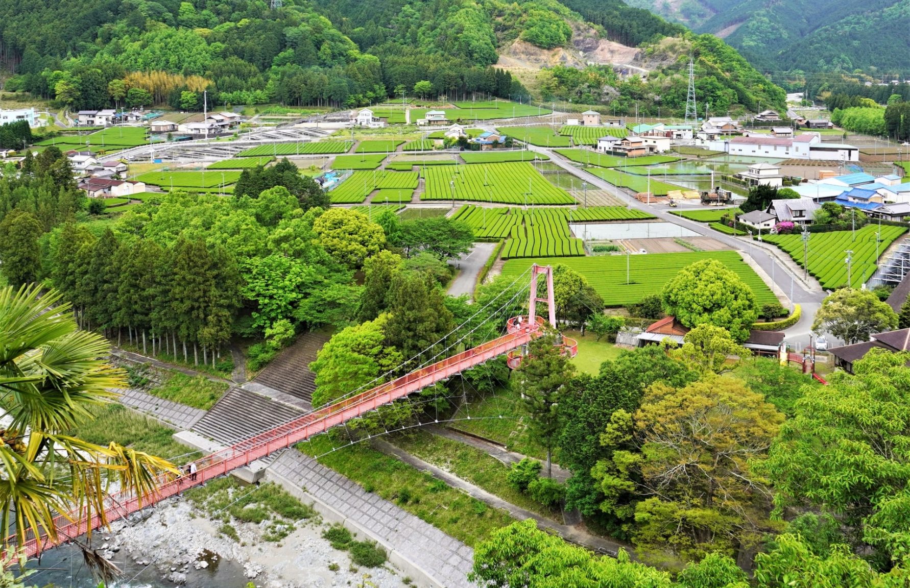 Mie tea fields