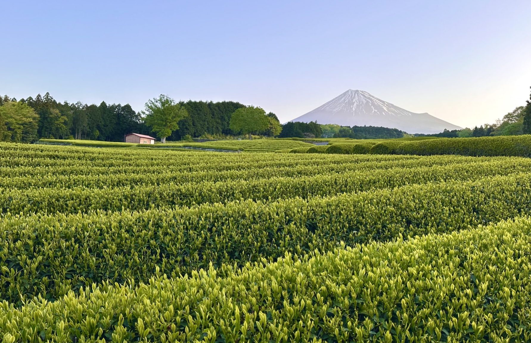Shizuoka tea fields with Mount Fuji in the background