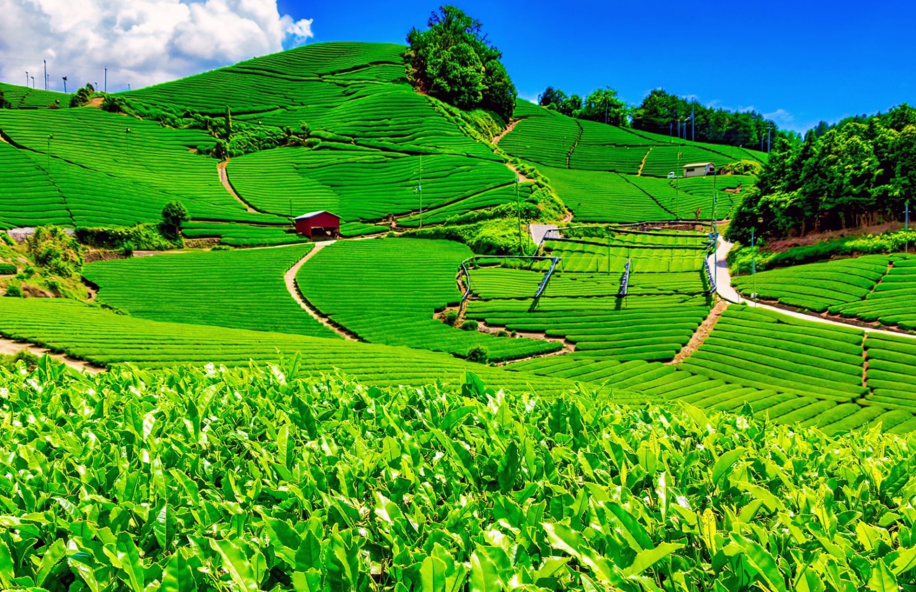 Uji tea fields