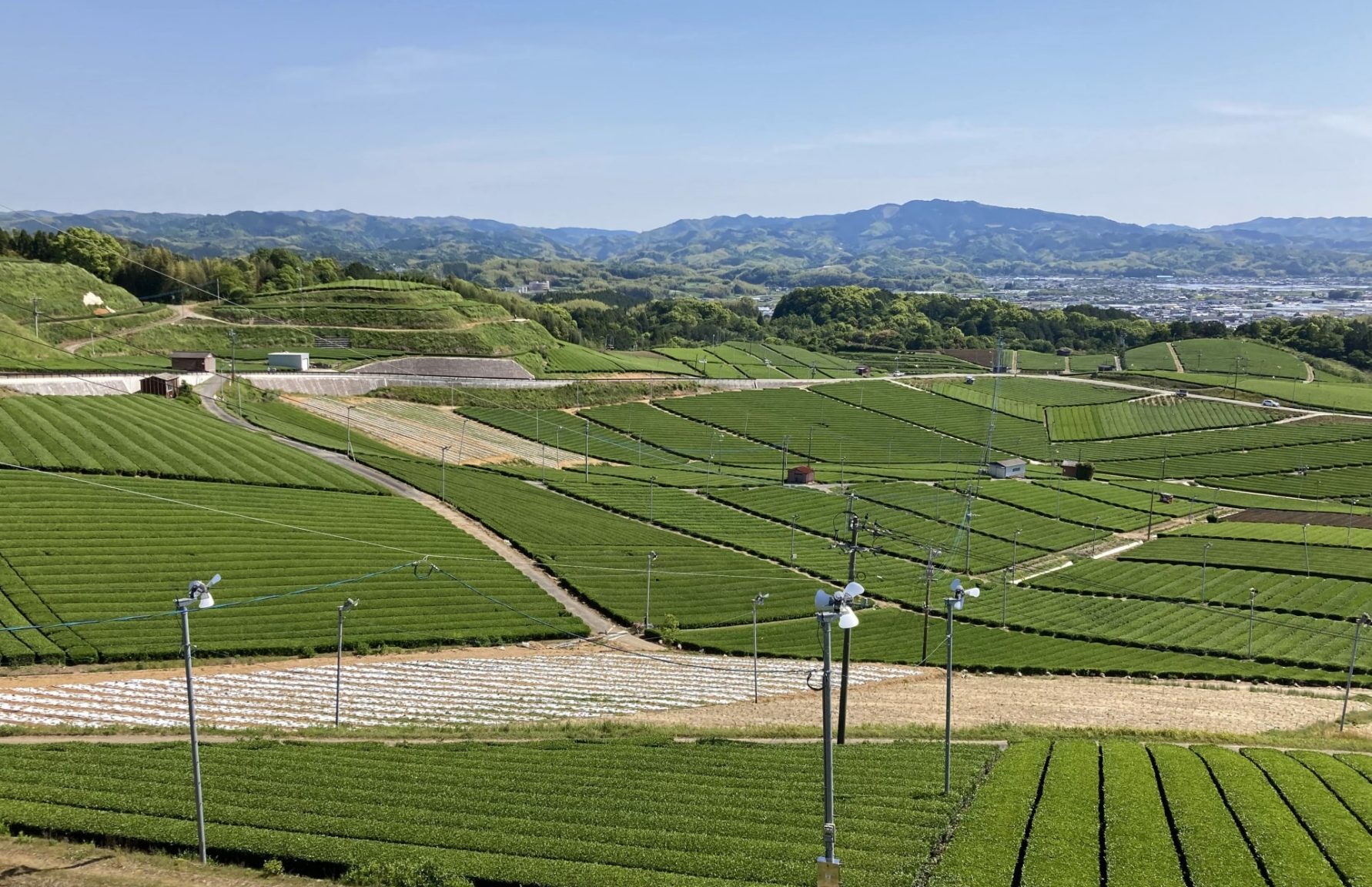Yame tea fields