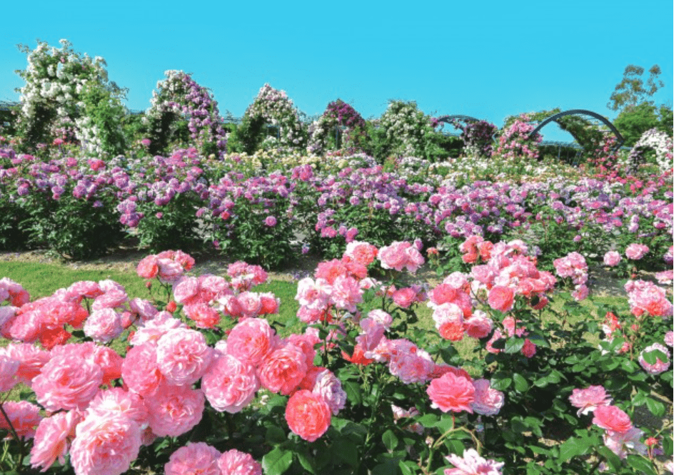 rose garden-min