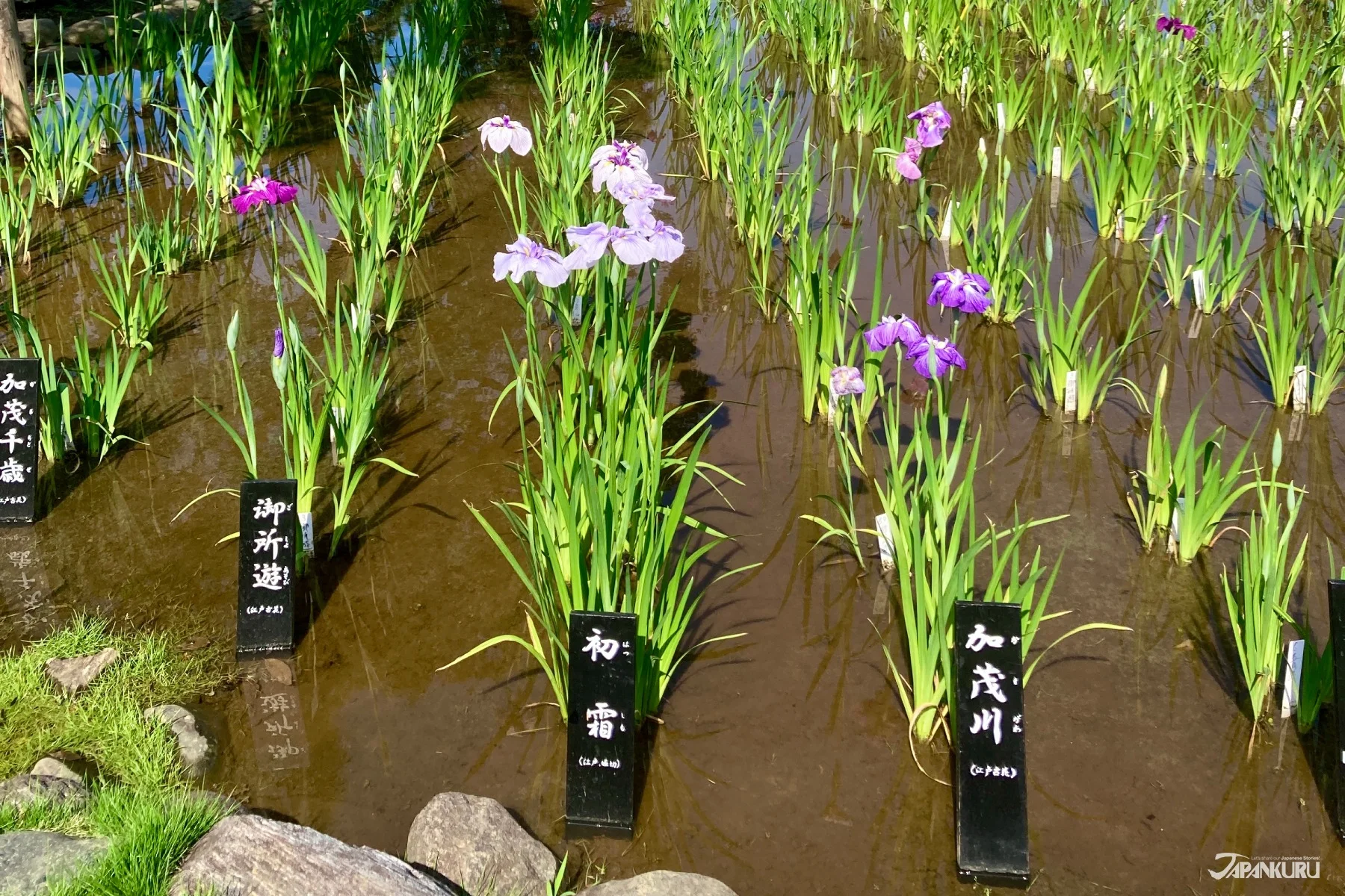 Horikiri Iris Garden