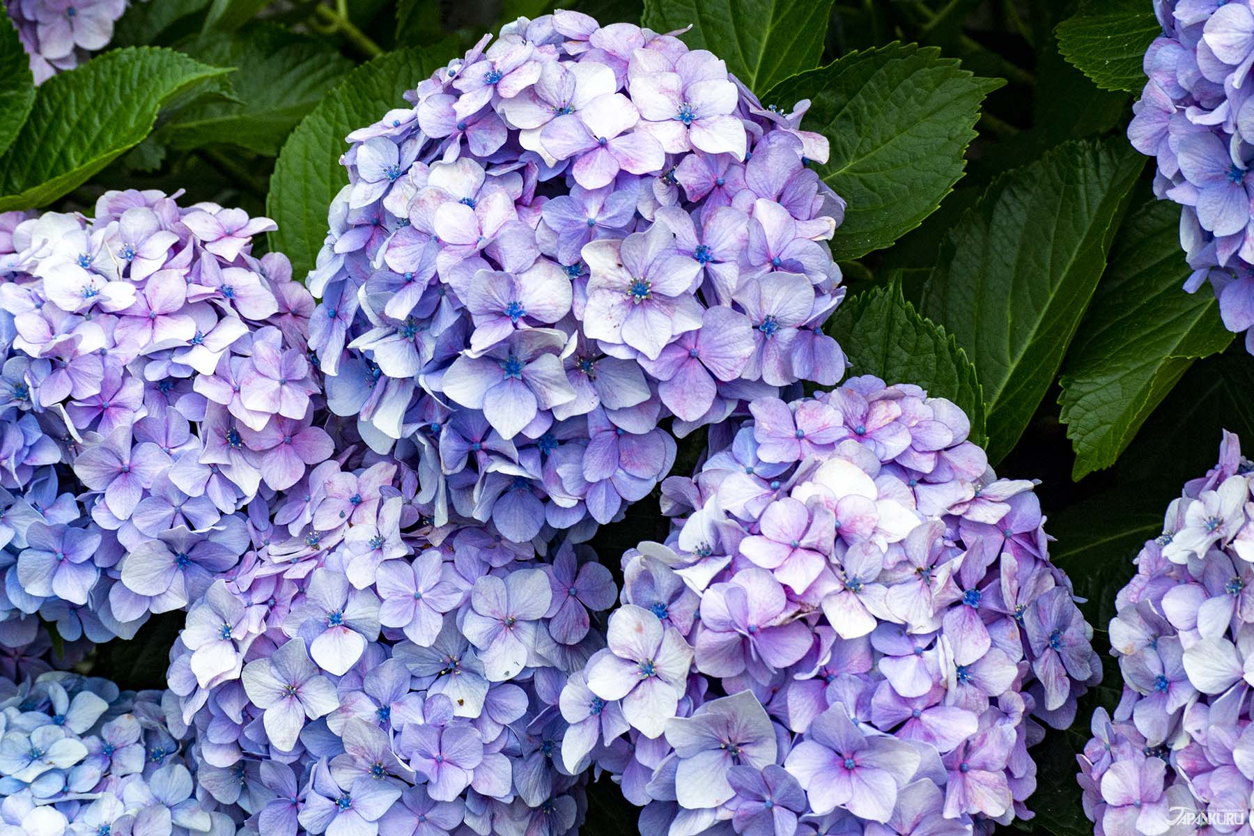 Hydrangea-Road