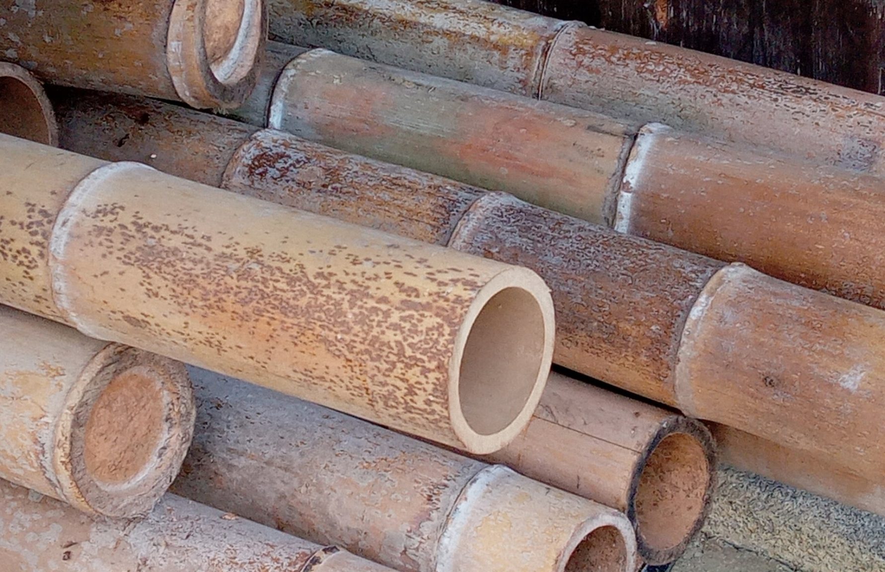 Bamboo