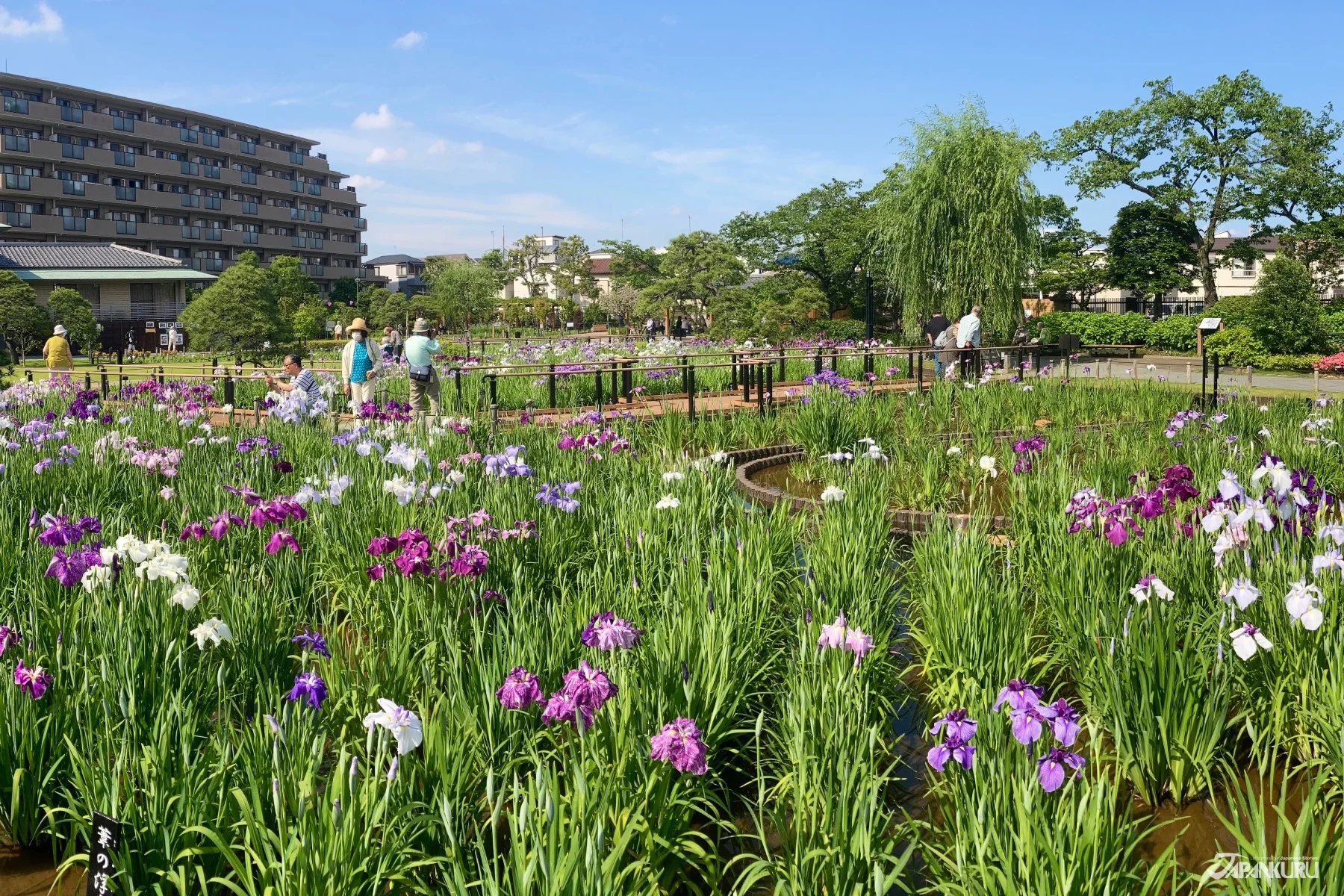 Katsushika Iris Festival 2025